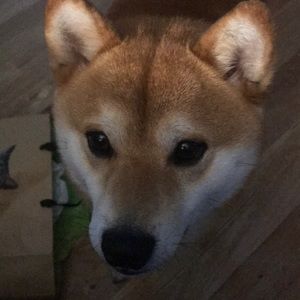 Meet your Posher, Tonya